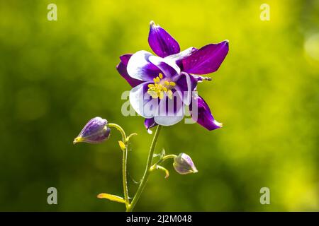 Primo piano di una Aquilegia vulgaris, colombina europea, colombina comune, berretto da notte di Ganny, cofano di Ganny, fiore bianco viola. Foto Stock