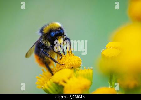 Primo piano di un bumblebee dalla coda rossa, Bombus lapidarius, nettare di fiori rosa Foto Stock