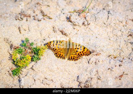 La regina di Spagna fritillary, issoria lathonia, butterfly riposa in un prato. Dune costiere paesaggio, e di giorno la luce diretta del sole. Foto Stock