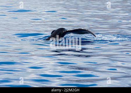 humpback balena o megaptera novaengliae con pinna di coda noto anche come fluke sopra acqua Foto Stock