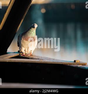 Primo piano di un piccione seduto su un pezzo metallico in uno sfondo sfocato. Foto Stock