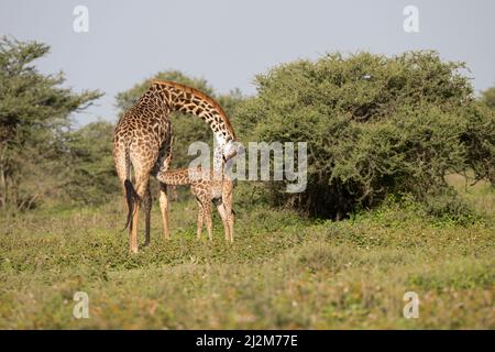 Le giraffe, Tanzania Foto Stock