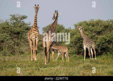 Le giraffe, Tanzania Foto Stock