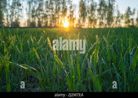 Germogli di grano giovani coperti di rugiada mattina sullo sfondo dell'alba, primo piano Foto Stock