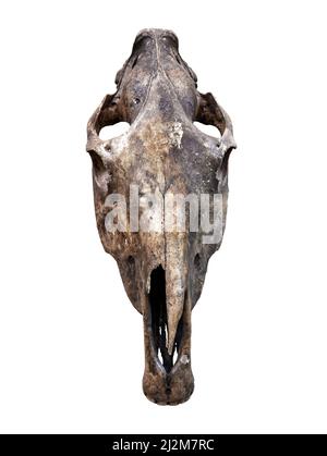 Cranio di animale estinto isolato su sfondo bianco, vista frontale di scheletro spaventoso cranio, vecchia testa reale. Concetto di resti, Satana, trofeo di caccia, fo Foto Stock
