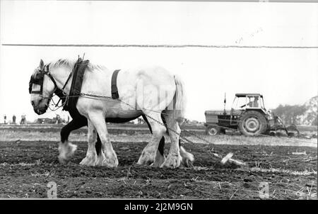 Due cavalli che arano visti fianco a fianco durante la partita annuale di aratura a West Hallam - District aring, hedgecutting competizione, Weston Hall, Weston-on-Trent. 15th ottobre 1989 Foto Stock