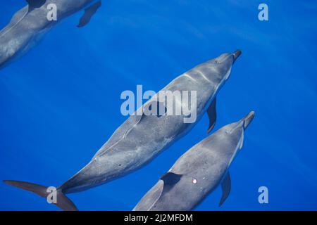 Delfini pantropicali avvistati, Stenella attenuata, in oceano aperto, Hawaii, Oceano Pacifico, Stati Uniti. Il delfino in fondo ha due ferite sull'iet Foto Stock