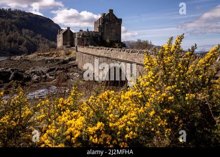 Portree, Regno Unito. 02nd Apr 2022. Il castello di Eilean Donan è stato restaurato oggi 2 aprile 2022 a Dorine, Scozia. Parzialmente distrutta in una rivolta giacobita nel 1719, Eilean Donan giaceva in rovina per la parte migliore di 200 anni fino a quando il tenente colonnello John MacRae-Gilstrap acquistò l'isola nel 1911 e procedette a ripristinare il castello alla sua gloria precedente. Dopo 20 anni di fatica e lavoro il castello fu riaperto nel 1932. Fu costruito nel XIII secolo divenne una roccaforte della Mackenzie Clan. Foto di Ken Cedeno/Sipa USAv Credit: Sipa USA/Alamy Live News Foto Stock