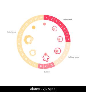 Ciclo mestruale, illustrazione Foto Stock