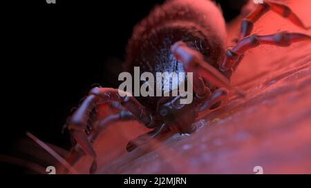 Tick mordere la pelle umana, illustrazione Foto Stock