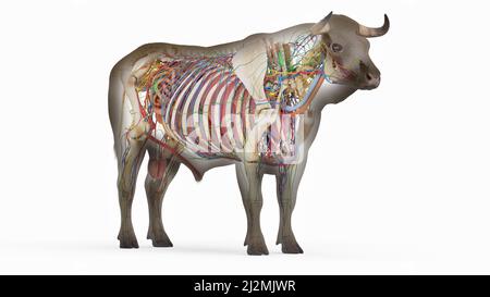 Anatomia del bestiame, illustrazione Foto Stock