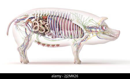 Anatomia del maiale, illustrazione Foto Stock