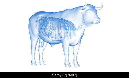 Organi del bestiame, illustrazione Foto Stock