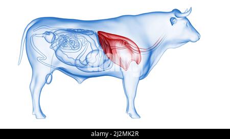 Polmone di bestiame, illustrazione Foto Stock