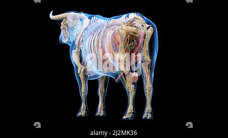 Anatomia del bestiame, illustrazione Foto Stock