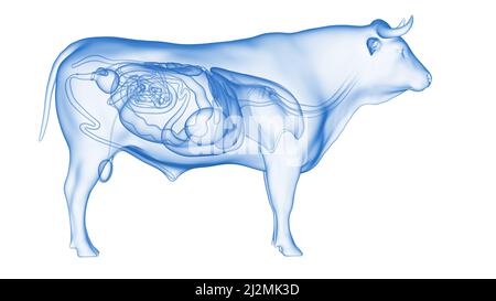 Organi del bestiame, illustrazione Foto Stock