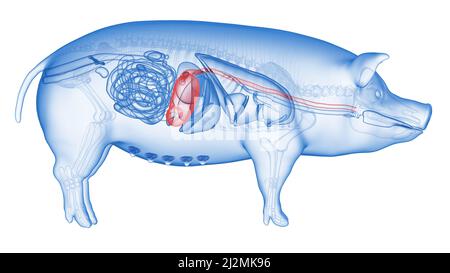 Stomaco di maiale, illustrazione Foto Stock