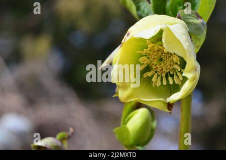 Nieswurz Blüte nah Foto Stock