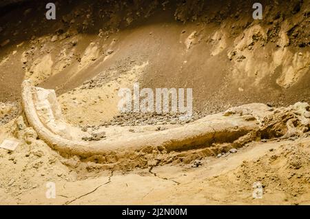 Golubac, Serbia - 22 aprile 2017: Mostre-osso mammut Foto Stock