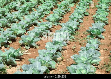 Cavolo verde in filari che crescono su campo, Serbia Foto Stock
