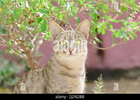 Primo piano di una foto di un gatto tabby che guarda in alto vicino sfondo di pianta sfocata Foto Stock