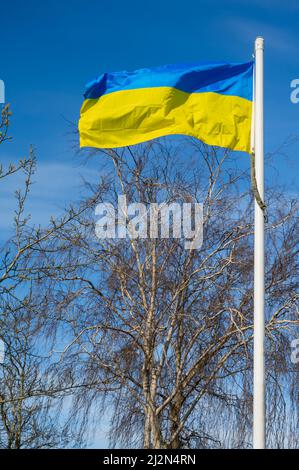 Bandiera dell'Ucraina o bandiera Ucraina che vola contro il cielo blu in Inghilterra, Regno Unito, per mostrare sostegno alla popolazione dell'Ucraina nella guerra Ucraina della Russia. Foto Stock