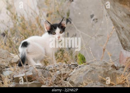 Gattino selvatico esplorando le rovine di una casa, Montenegro Foto Stock