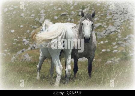 Cavalli bianchi nell'altopiano di Lukavica, Montenegro Foto Stock