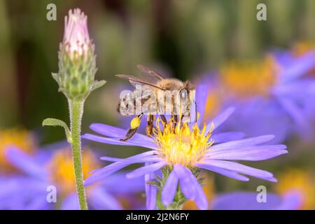 Ape - Apis mellifera - impollina un fiore di riso bottoni astro o - stucchi astro - Symphyotrichum dumosum Foto Stock