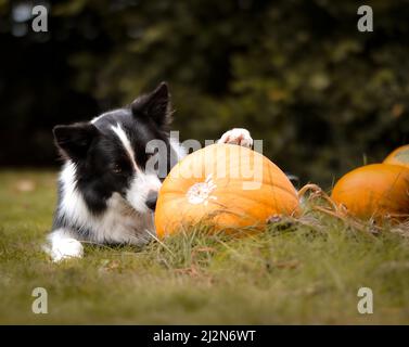 Curioso confine Collie con Paw su zucca arancione nel Giardino Verde. Adorabile cane bianco e nero con Cucurbita Pepo all'esterno. Foto Stock