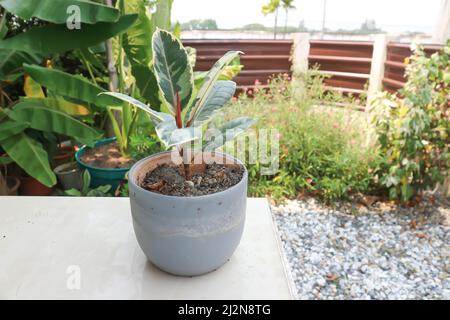 Decora albero, albero di gomma indiano o pianta di gomma o gomma indiana variegata gomma o Ficus elastica o gomma di assam o pianta di Fig di gomma dell'India Foto Stock