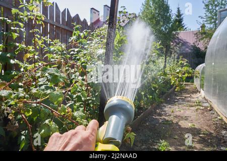 Primo piano di una mano di un uomo spruzzando una soluzione acquosa su piante sotto pressione. Annaffiatura di cespugli di lamponi in giardino. Concetto di giardinaggio. Foto di alta qualità Foto Stock