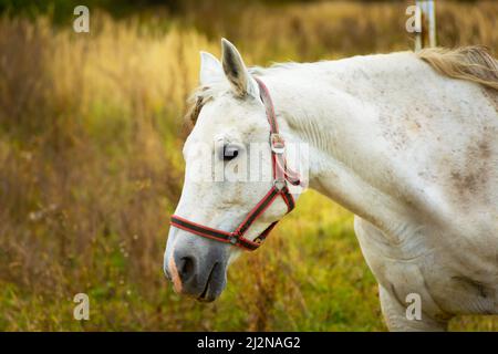 Ritratto di un cavallo bianco su un prato, giorno di ottobre Foto Stock