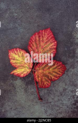 Stelo di foglie di mora o bramble o Rubus frutticosus che girano autunnale giallo e rosso giacendo su metallo opacizzato Foto Stock