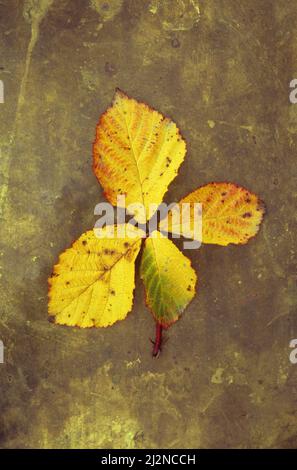 Stelo di foglie di mora o bramble o Rubus frutticosus che girano autunnale giallo e rosso giacendo su metallo opacizzato Foto Stock