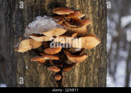 Funghi commestibili Flammulina velutipes in foresta di pianura alluvionale. Conosciuto come gambo di velluto o enokitake. Mazzo di funghi invernali che crescono sul bosco. Foto Stock