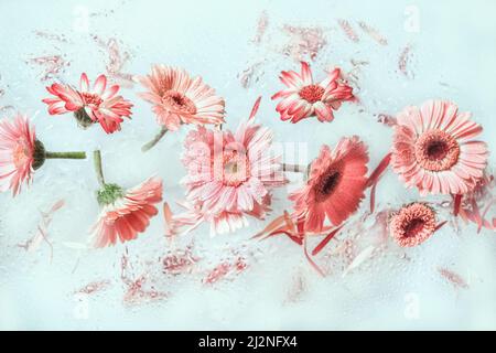Fiori rosa volanti su sfondo blu pallido. Levitazione di fiori con petali galleggianti in aria. Belle teste di gerbera fiore. Vista frontale. Foto Stock