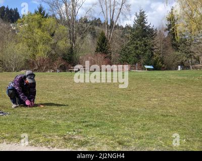 Kirkland, WA USA - circa Marzo 2021: Vista di un uomo metallo rilevando in un parco in una giornata luminosa e soleggiata. Foto Stock