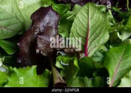 Vista ravvicinata delle foglie fresche di insalata mista, ingredienti sani biologici Foto Stock