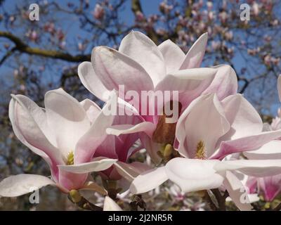 Vista ravvicinata dell'infiorescenza di una fioritura di magnolia Foto Stock