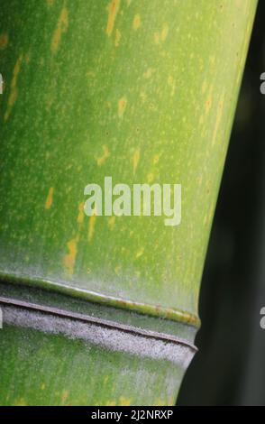 dettaglio del tronco di bambù verde fotografato con lente macro Foto Stock