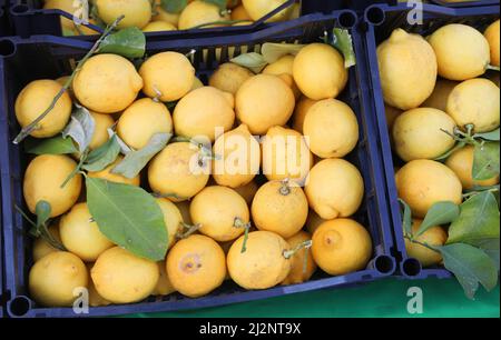 casse di limoni di agrumi freschi in vendita nella stalla del mercato vegetale Foto Stock