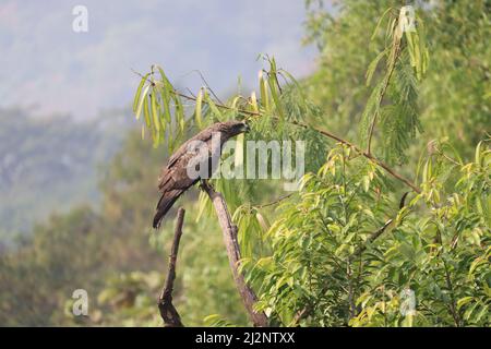 Un indiano Kite nero guardando lateralmente, arroccato su un ramo di albero secco tra alberi verdi intorno. È anche chiamato Milvus migrans, una varietà comune in Foto Stock