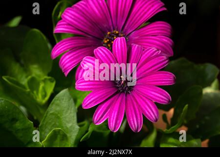 Dimorphotheca Ecclonis (Fiori di Capo Marguerite) Foto Stock