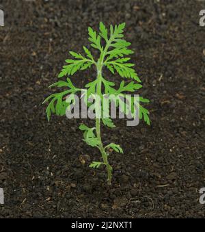 Pianta di ragweed giovane nel suolo, Ambrosia artemisifolia Foto Stock