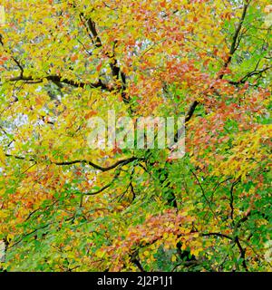 Tettoia di faggio con belle foglie di rame bronzo, giallo e oro in bosco deciduo d'autunno a Cannock Chase Foto Stock