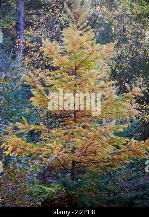 Primo piano di Larice albero, un conifere deciduo nella foresta di Cannock Chase. Il nome latino è Larix occidentalis mostra splendidi fogliame dorato Autunno Foto Stock