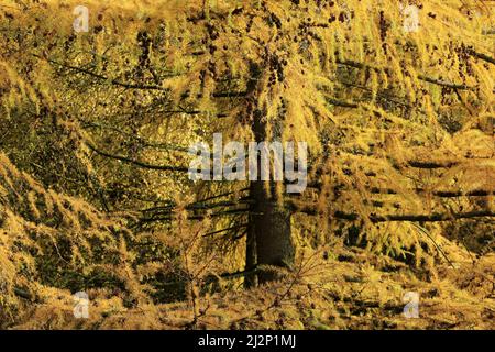 Primo piano di Larice albero, un conifere deciduo nella foresta di Cannock Chase. Il nome latino è Larix occidentalis mostra splendidi fogliame dorato Autunno Foto Stock
