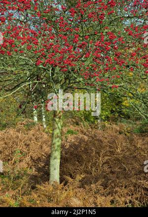 Crataegus monogyna fienate o frutta del biancospino a fine autunno su Cannock Chase AONB (area di straordinaria bellezza naturale) Novembre Staffordshire Foto Stock