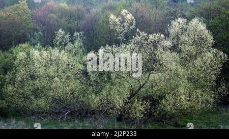 Un paesaggio boschivo in primavera con luce del mattino presto evidenziando nature disegni artistici di texture, forme, modelli e colori dall'albero Foto Stock